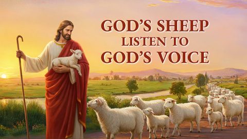 God’s Sheep Listen to God’s Voice