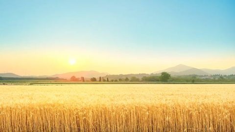 What is the difference between wheat and tares?