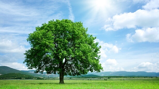 Story. A Seed, the Earth, a Tree, the Sunlight, the Songbirds, and Man